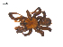  ( - BIOUG25736-C06)  @11 [ ] CreativeCommons - Attribution (2015) G. Blagoev Centre for Biodiversity Genomics