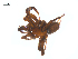  ( - BIOUG25736-C08)  @12 [ ] CreativeCommons - Attribution (2015) G. Blagoev Centre for Biodiversity Genomics