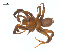  (Antrodiaetus pacificus - BIOUG25736-C10)  @15 [ ] CreativeCommons - Attribution (2015) G. Blagoev Centre for Biodiversity Genomics