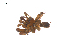  ( - BIOUG25736-C12)  @11 [ ] CreativeCommons - Attribution (2015) G. Blagoev Centre for Biodiversity Genomics