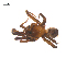  ( - BIOUG25736-D01)  @13 [ ] CreativeCommons - Attribution (2015) G. Blagoev Centre for Biodiversity Genomics