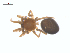  ( - BIOUG25736-D10)  @11 [ ] CreativeCommons - Attribution (2015) G. Blagoev Centre for Biodiversity Genomics