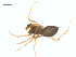  (Disembolus hyalinus - BIOUG25736-G03)  @11 [ ] CreativeCommons - Attribution (2015) G. Blagoev Centre for Biodiversity Genomics