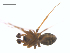  ( - BIOUG25736-H03)  @13 [ ] CreativeCommons - Attribution (2015) G. Blagoev Centre for Biodiversity Genomics