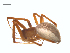  (Pityohyphantes rubrofasciatus - BIOUG25736-H05)  @14 [ ] CreativeCommons - Attribution (2015) G. Blagoev Centre for Biodiversity Genomics