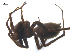  ( - BIOUG25736-H11)  @14 [ ] CreativeCommons - Attribution (2015) G. Blagoev Centre for Biodiversity Genomics