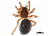  ( - BIOUG27608-E09)  @11 [ ] CreativeCommons - Attribution (2017) CBG Photography Group Centre for Biodiversity Genomics