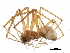  ( - BIOUG27608-F11)  @11 [ ] CreativeCommons - Attribution (2017) CBG Photography Group Centre for Biodiversity Genomics