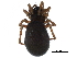  ( - BIOUG27608-G09)  @11 [ ] CreativeCommons - Attribution (2017) CBG Photography Group Centre for Biodiversity Genomics