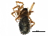  ( - BIOUG27608-H07)  @11 [ ] CreativeCommons - Attribution (2017) CBG Photography Group Centre for Biodiversity Genomics