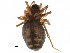  ( - BIOUG27608-H09)  @11 [ ] CreativeCommons - Attribution (2017) CBG Photography Group Centre for Biodiversity Genomics