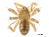  ( - BIOUG27609-A06)  @11 [ ] CreativeCommons - Attribution (2017) CBG Photography Group Centre for Biodiversity Genomics