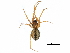  ( - BIOUG27609-B04)  @11 [ ] CreativeCommons - Attribution (2017) CBG Photography Group Centre for Biodiversity Genomics