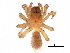  ( - BIOUG27609-C06)  @11 [ ] CreativeCommons - Attribution (2017) CBG Photography Group Centre for Biodiversity Genomics