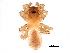  ( - BIOUG27609-C08)  @11 [ ] CreativeCommons - Attribution (2017) CBG Photography Group Centre for Biodiversity Genomics