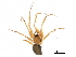  ( - BIOUG27609-C09)  @11 [ ] CreativeCommons - Attribution (2017) CBG Photography Group Centre for Biodiversity Genomics