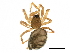  (Linyphantes pacificus - BIOUG27609-C11)  @11 [ ] CreativeCommons - Attribution (2017) CBG Photography Group Centre for Biodiversity Genomics