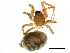  ( - BIOUG27609-C12)  @11 [ ] CreativeCommons - Attribution (2017) CBG Photography Group Centre for Biodiversity Genomics