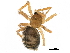 ( - BIOUG27609-D03)  @11 [ ] CreativeCommons - Attribution (2017) CBG Photography Group Centre for Biodiversity Genomics