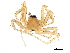  ( - BIOUG27609-D06)  @11 [ ] CreativeCommons - Attribution (2017) CBG Photography Group Centre for Biodiversity Genomics
