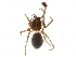  (Disembolus implicatus - BIOUG32666-B10)  @11 [ ] CreativeCommons - Attribution (2017) CBG Photography Group Centre for Biodiversity Genomics