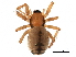  (Linyphantes anacortes - BIOUG32666-C03)  @11 [ ] CreativeCommons - Attribution (2017) CBG Photography Group Centre for Biodiversity Genomics
