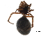  ( - BIOUG32666-C08)  @11 [ ] CreativeCommons - Attribution (2017) CBG Photography Group Centre for Biodiversity Genomics