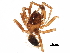  (Micrargus pacificus - BIOUG32666-E01)  @11 [ ] CreativeCommons - Attribution (2017) CBG Photography Group Centre for Biodiversity Genomics