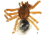  ( - BIOUG32666-E02)  @11 [ ] CreativeCommons - Attribution (2017) CBG Photography Group Centre for Biodiversity Genomics