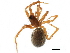  ( - BIOUG32666-E03)  @11 [ ] CreativeCommons - Attribution (2017) CBG Photography Group Centre for Biodiversity Genomics