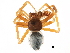  ( - BIOUG32666-E04)  @11 [ ] CreativeCommons - Attribution (2017) CBG Photography Group Centre for Biodiversity Genomics