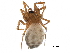 ( - BIOUG32666-E08)  @11 [ ] CreativeCommons - Attribution (2017) CBG Photography Group Centre for Biodiversity Genomics