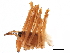  ( - BIOUG32666-E10)  @11 [ ] CreativeCommons - Attribution (2017) CBG Photography Group Centre for Biodiversity Genomics