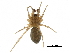  ( - BIOUG32666-F04)  @11 [ ] CreativeCommons - Attribution (2017) CBG Photography Group Centre for Biodiversity Genomics