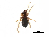  (Coreorgonal bicornis - BIOUG32666-F08)  @11 [ ] CreativeCommons - Attribution (2017) CBG Photography Group Centre for Biodiversity Genomics