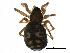  ( - BIOUG32666-H03)  @11 [ ] CreativeCommons - Attribution (2017) CBG Photography Group Centre for Biodiversity Genomics