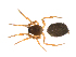  ( - BIOUG47279-B04)  @11 [ ] CreativeCommons - Attribution (2019) G. Blagoev Centre for Biodiversity Genomics