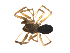  (Agyneta girardi - BIOUG47279-E12)  @11 [ ] CreativeCommons - Attribution (2019) G. Blagoev Centre for Biodiversity Genomics