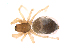  (Disembolus convolutus - BIOUG47279-G01)  @11 [ ] CreativeCommons - Attribution (2019) G. Blagoev Centre for Biodiversity Genomics