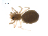  ( - BIOUG47279-G07)  @11 [ ] CreativeCommons - Attribution (2019) G. Blagoev Centre for Biodiversity Genomics