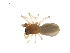  ( - BIOUG47279-G10)  @11 [ ] CreativeCommons - Attribution (2019) G. Blagoev Centre for Biodiversity Genomics
