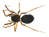  ( - BIOUG90619-B11)  @11 [ ] CreativeCommons - Attribution Non-Commercial Share-Alike (2022) Centre for Biodiversity Genomics Centre for Biodiversity Genomics