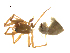  (Islandiana lasalana - BIOUG90619-D02)  @11 [ ] CreativeCommons - Attribution Non-Commercial Share-Alike (2022) Centre for Biodiversity Genomics Centre for Biodiversity Genomics