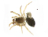  (Tapinocyba minuta cf - BIOUG90619-F11)  @11 [ ] CreativeCommons - Attribution Non-Commercial Share-Alike (2022) Centre for Biodiversity Genomics Centre for Biodiversity Genomics