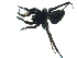  ( - BIOUG07163-E06)  @12 [ ] CreativeCommons - Attribution (2013) G. Blagoev Centre for Biodiversity Genomics
