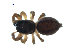  (Pelegrina flaviceps - BIOUG07163-G03)  @13 [ ] CreativeCommons - Attribution (2013) G. Blagoev Centre for Biodiversity Genomics