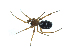  (Steatoda washona - BIOUG07163-H08)  @14 [ ] CreativeCommons - Attribution (2013) G. Blagoev Centre for Biodiversity Genomics