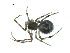  ( - BIOUG07163-H09)  @13 [ ] CreativeCommons - Attribution (2013) G. Blagoev Centre for Biodiversity Genomics