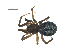  (Enoplognatha wyuta - BIOUG07164-A04)  @14 [ ] CreativeCommons - Attribution (2013) G. Blagoev Centre for Biodiversity Genomics