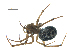  ( - BIOUG07164-A05)  @12 [ ] CreativeCommons - Attribution (2013) G. Blagoev Centre for Biodiversity Genomics